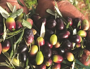 Σε τι διαφέρουν διατροφικά οι πράσινες και οι μαύρες ελιές;